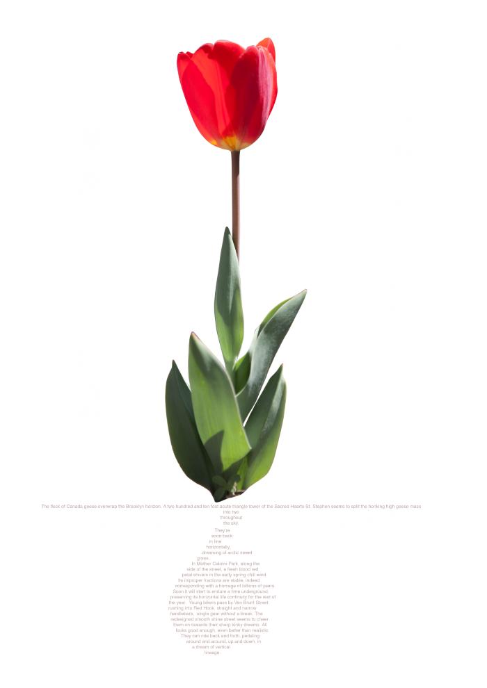 Tulip